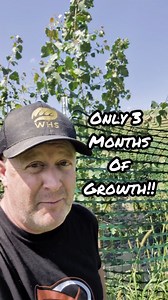 Only 3 months of growth!! Maybe 12-13' high? Pretty crazy Hybrid Poplar growth flanked by Hybrid Willow, Silky Willows and Red Osier Dogwood. Started just from @big_rock_trees cuttings in may I am just brown away by the growth. Thanks Tom and Seth! Great start to shrub and tree clusters in an open field area where we have several diversity pockets, switchgrass, briars, small trees and gray dogwood. Great overhead winter cover for our pheasants and an explosion of growth for whitetail bedding! . 