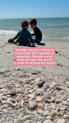 Get educated on seashell facts from the area!