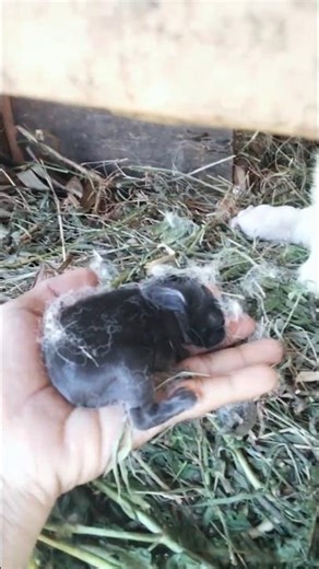 when this man was shocked when he saw a nest containing a black baby rabbit🗿