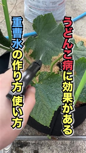 重曹水の作り方と使用法 - うどんこ病対策