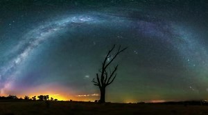 Motion Graphics Background Video Loop Single Tree Animation