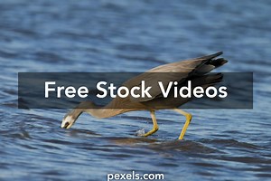 Fish Eating Fish Videos, Download The BEST Free 4k Stock Video Footage & Fish Eating Fish HD Video Clips