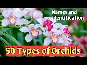 50 Types of Orchids | Names and Identification