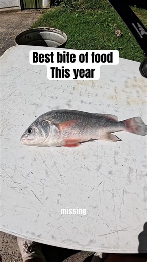 Eating freshwater drum! Best way to prepare and cook it. Sheepshead tacos recipe. #fishing