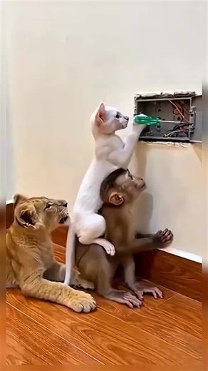 Funny Dogs and Cats: An Interesting Video