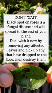 Black spot on roses Black spot on roses is a fungal disease and will spread to the rest of your plant. Deal with it now by removing any affected leaves and pick up any that have dropped to the floor, then destroy them. #roses #gardening #garden | The Michael Griffiths