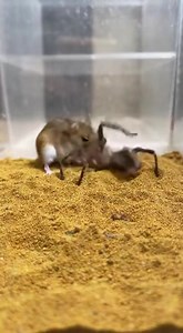 A rare and unexpected scene from nature as a spider comes up against a mouse, revealing real animal behavior and just how unpredictable the natural world can be. #NatureMoment #WildlifeVideo #AnimalBehavior #NatureSurprise #RareFootage #WildEncounter #NatureLovers #AmazingNature #viralvideochallenge #usa #uk #canada #australia | InsectVerse Nature