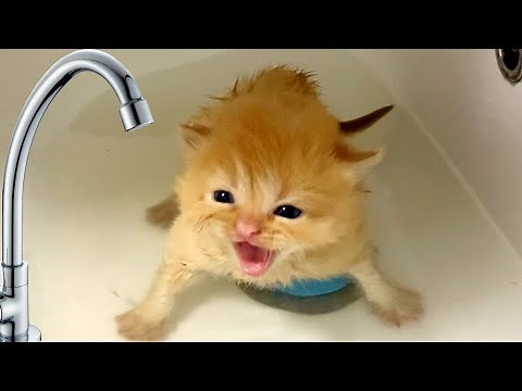 Foster mom cat takes care of loud meowing kitten after his first bath