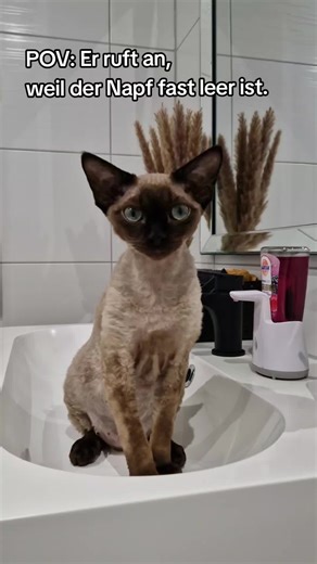 Mein Kater nach 5 Minuten ohne Futter. 🙀 ---- #devonrex #девонрекс #catsoftiktok #hungrycat #facetime