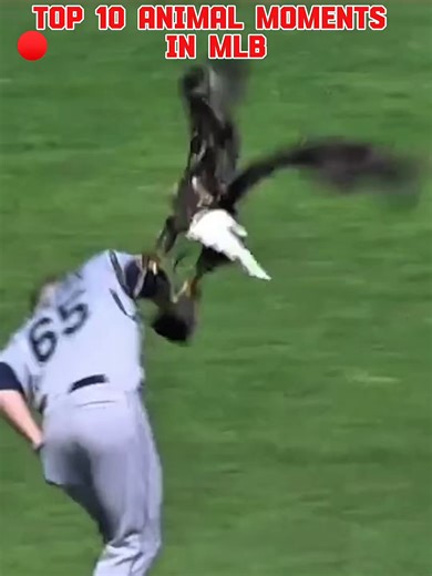 Top 10 Wildest Animal Moments in MLB History