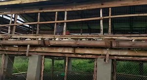 2.2K views · 37 reactions | Zero grazing goats | Menigte Farms Ltd | Facebook