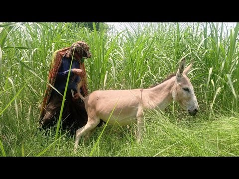 Boy first time romance with his donkey