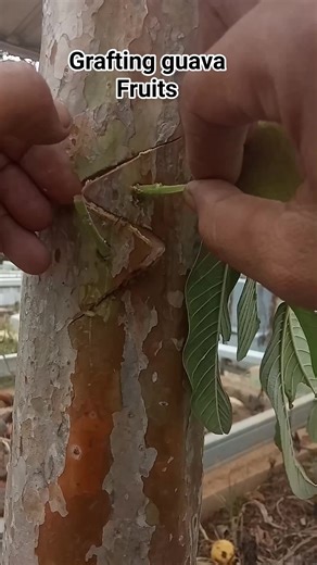 Grafting guava fruits.... #techniques #grafting | Grafting Bonsai