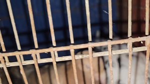 Update Breeding Rare Pigeons p2 | AkosiBirdie