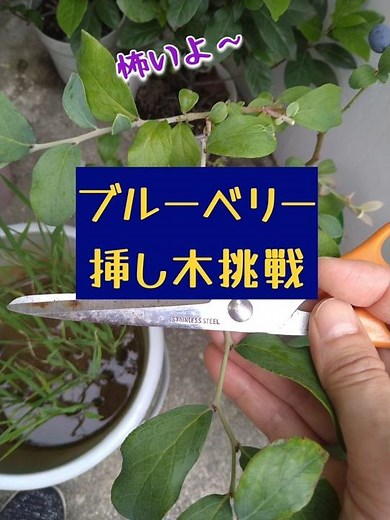 【挿し木】ブルーベリー 挿し木 発根目指す#ブルーベリー栽培 #挿し木#苗木#発根管理 #家庭菜園