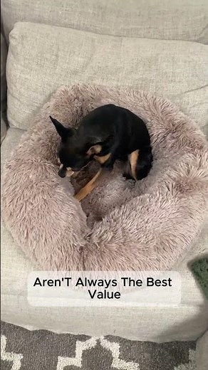 Don't Buy a Dog Bed Yet