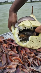 Unbelievable bottle gourd trap fishing system #fish #trap #video | Discovery Site