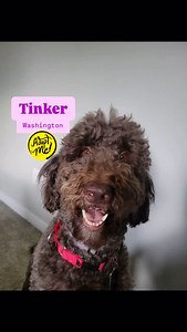 ⭐️ AVAILABLE FOR ADOPTION ⭐️ Click link in bio to learn more about Tinker-Washington❣️ Meet Terrific Tinker-Washington! Tinker is a 6-year-old female chocolate Labradoodle who is in an IDOG foster home in Roy, Washington (1.5 hours south of Seattle). Tinker-Washington can be described as: 🩷 Gentle/Calm 🤗 Confident/Great Companion 🎾 Playful 🥰 Affectionate 👋🏻 Easygoing *INQUIRIES SENT THROUGH PETFINDER WILL NOT BE ANSWERED AS WE DO NOT HAVE THE MANPOWER TO RESPOND TO THEM. PLEASE COMPLETE OU