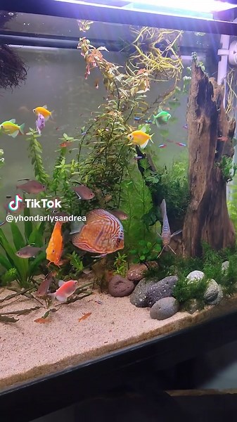 Todo sobre Peces Disco en Acuarios