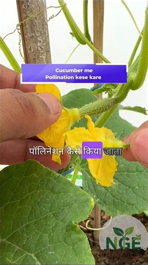 Pollination in cucumber🥒Hand pollination kese kare?#terracegardening#balconygarden#organic#cucumber