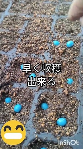 枝豆の種まき時期は、品種と栽培方法によって異なりますが、一般的に$4月下旬〜5月頃が適期です。品種には「早生」「中生」「晩生」があり、それぞれに最適な種まき時期が設定されています。