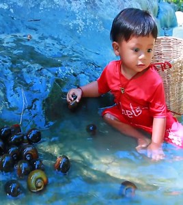 36K views · 307 reactions | Women with smart son find pick Snail and catch fish for food cooking snail for dog #reelsvideoシ #reelsfbシ #reelsviralfb #cooking #love #reelsfbシ #chef #survival #Amazing #food #yammyfood | Outdoor Chef | Facebook