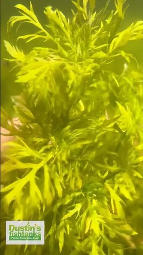 Water Wisteria is simply an AWESOME beginner plant