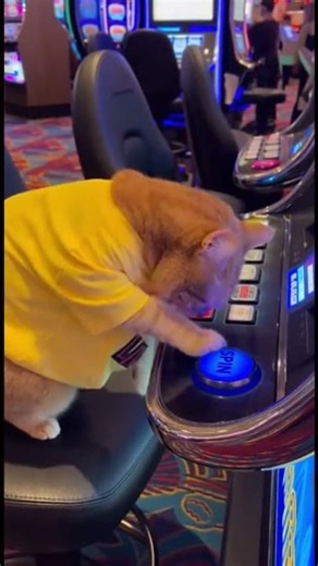 Orange Cat Plays Slot Machine for Kibble - Wins Money & Leaves It! 🐱🎰💸😹