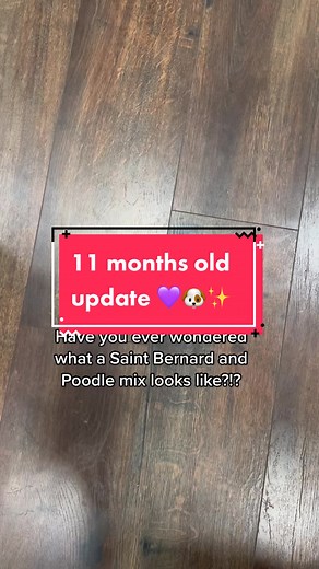 This is what a Saint Bernard and Poodle mixed breed (St. Berdoodle) looks like at 11 months old, in case you were wondering! Best dog ever!!! Follow to watch him grow into a GIANT fluffy dog!!! #dogsoftiktok #stberdoodle #saintbernard #poodle #mixedbreed #thisiswhatitlooklike Remember me?!? @howlatthemoony_ this is what I looked like as a three-month old tiny loaf of a Saint Berdoodle! Now I’m bigger and still growing!!!! Who knows how big I’ll get!!!