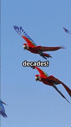 🌈 Amazing Macaw Facts 🦜 | The Colorful Parrots of the Rainforest
