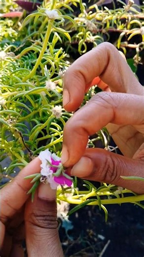 Cross pollination method in portulaca flowers #gardenhacks #pollinators #portulaca #mossrose