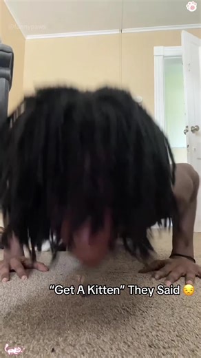 Adopting a Kitten: What You Need to Know