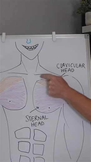 If your chest isn’t growing — this is why. Most guys only hit one section of the pecs because they don’t understand how the chest actually works. Once you learn this, every press, fly, and push-up hits harder. 💥 🎓 Chest anatomy made simple → upper, middle, lower. 💪 Apply it and build that full, athletic look. #ChestAnatomy #PecTraining #ChestWorkout #UpperChest #LowerChest #LiveLeanTV #BuildMuscle #MensFitness #FitOver30 #GymEducation | Live Lean TV