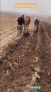 Plowing corn farming process with traditional equipment