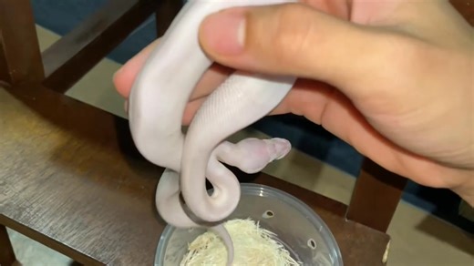 9.1K views · 129 reactions | GETTING A CUTE DEFORMED WHITE SNAKE  #exoticpet #reptile #snake #ballpython #exoticslair | Exotics Lair | Facebook
