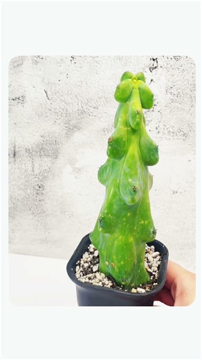 The Cutest Cactus You’ll Ever Own. #cactus #cactusplant #succulent #plants #succulents