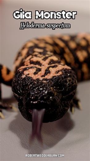 7.5K views · 79 reactions | 年 The CUTEST Lizard in the WORLD! 年 #venomous #cute #animals #cuteanimals #cuteness #adorable #pretty #beautiful #pet #petsoftiktok #pets #venom #venomous #lizard #herpetology #reptile #wildlife #wildanimals #natureza #nature #naturelover | Robert Wedderburn Productions | Facebook