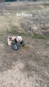 Walk time is happy time for this little girl. #dog #dogsoffacebook #cutedog #littledog #2LeggedDog | Noel the Bipawd Shorkie