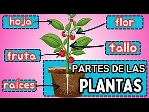 🪴Las Plantas Y Sus Partes Para Niños [ RAÍZ, TALLO, HOJAS FRUTOS y FLORES] sus Funciones #plantas
