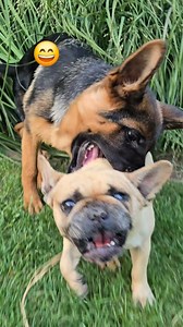 😁German Shepherd Puppy vs. French Bulldog. Friendship Wins! #germanshepherd #puppy #cute #funny #germanshepherdpuppies #cutepuppy #funnypuppy #dogreels #doglove #frenchbulldog #funnydog #cutedog #odessa #ukraine | Ludmila Goncharova