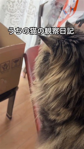 烏骨鶏に夢中になっているシャビさんをびっくりさせてみた☺️ #烏骨鶏#サイベリアン