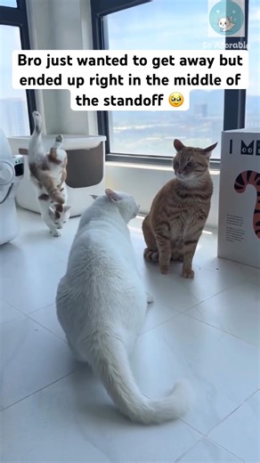 Cat didn’t want to get involved in the standoff 😭 #cat