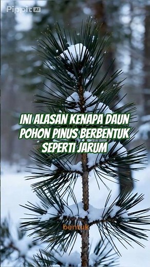 The reason pine trees have needle-like leaves #facts #pine