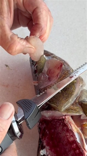 How to Cut Out a Walleye Cheek