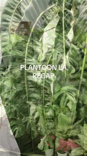 PSA: DO NOT take photos at @PlantCon International 🌱 unless you want to be haunted by the plants you wish you had brought home 💘 #plantconLA2026 was an absolute dream and I met some amazing sellers that I can't wait to continue to shop. Tagging some here. I love this plant community of ours 🤍🌿 @Unsolicited Plant Talks - UPT @The Plant Habit @Jinger’s Greenhouse @PropandGrow @Periwinkle Plants @TanakaTissueTech #plantconla #plantcon #rareplantcollector