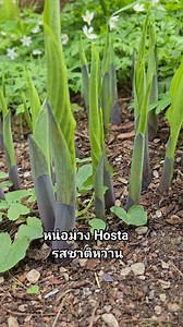 หน่อ Hosta กินได้ เอาไปผัด นิยมกินหน่ออ่อนๆในช่วงฤดูใบไม้ผลิ รสชาติหวาน #Hosta #edible #ผักป่ากินได้ | สาวหนวดสวีเดน Sammy Sweden