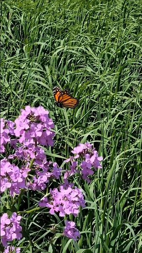 Close-Up View, Monarch Butterfly in Slow Motion Flying & Landing on Dame's Rocket Flowers! #monarch