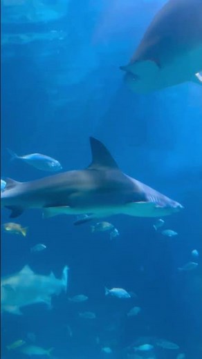 Sharks, Camden Aquarium