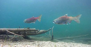 The Web Show: Food Web