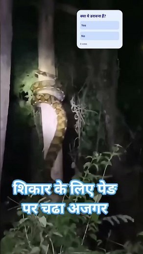 Rock Python climbing on the tree #shorts #animals #wildliferescue #wildlife #rockpython